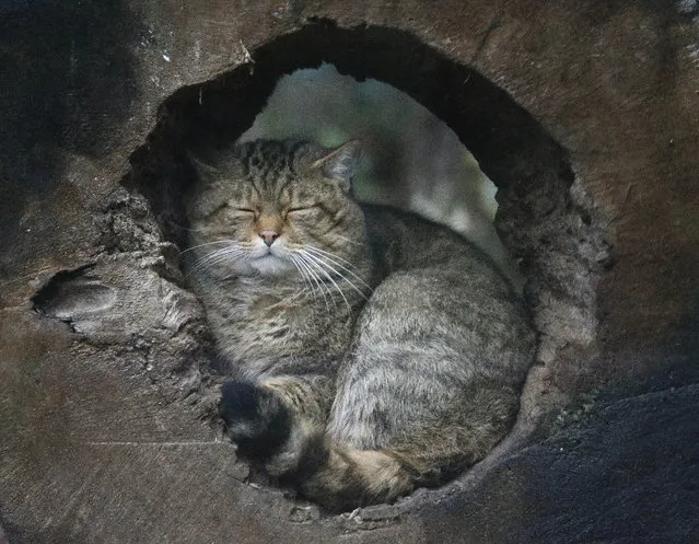A European wildcat hides and sleeps in a hole at the zoo in Duisburg, Germany, Friday, January 30, 2015. Germany currently faces snowfall and temperatures around the freezing point. (Photo by Frank Augstein/AP Photo)