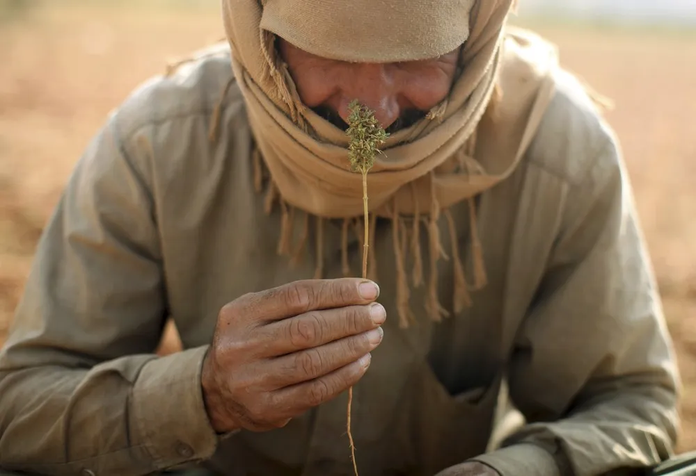 Harvesting Hashish in Lebanon's Bekaa Valley