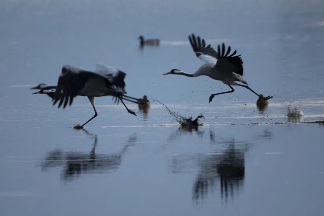 Migrating cranes are reflected in the waters of the Hula Lake conservation area, north of the Sea of Galilee, in northern Israel, Wednesday, February 24, 2021. More than half a billion birds of some 400 different species pass through the Jordan Valley to Africa and go back to Europe during the year. (Photo by Oded Balilty/AP Photo)