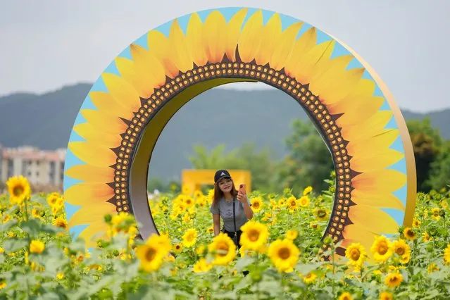 A vsitor holds a smartphone at a sunflower field in Paju, South Korea, Friday, June 23, 2023. (Photo by Lee Jin-man/AP Photo)