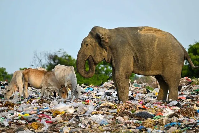 This picture taken on June 3, 2023 shows a wild elephant eating rubbish mixed with plastic waste near cows at a dump in the eastern district of Ampara. Sri Lanka is set to launch a nation-wide clean up of plastic waste ahead of new laws banning the sale of single use plastics, the Environmental ministry said, after a spate of deaths of elephants and deer in the island's northeast after foraging at open garbage tips filled with plastic waste, whilst shrinking habitat has led to jumbos raiding villages looking for food. (Photo by Ishara S. Kodikara/AFP Photo)