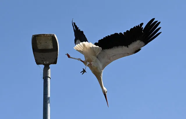 A stork takes off from a streetlight on which he had previously taken a short break in the small Bavarian village of Apfeldorf, southern Germany, with temperatures reaching 30 degrees celsius on July 11, 2023. (Photo by Christof Stache/AFP Photo)