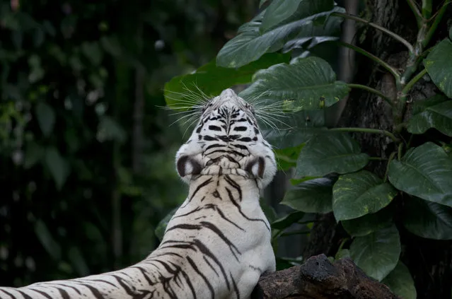 A White Bengal tiger stretches as it yawns at the Dusit Zoo in Bangkok, Thailand, Wednesday, August 15, 2018. The zoo, a popular spot for Bangkok families, is due to close at the end of August, 2018 and eventually reopen at a new location north of the city. In the meantime, its more than 1,000 animals are to be sent to other zoos around the country. (Photo by Gemunu Amarasinghe/AP Photo)