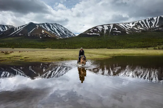 One of the Kudha family wades through the cold waters with his horse in Altai Mountains, Mongolia, June 2015. (Photo by Joel Santos/Barcroft Images)