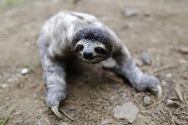 A three-toed sloth (Bradypus Variegatus) named Coquito is seen crawling during his rehabilitation at the Panamerican Conservation Association (APPC) on the outskirts of Panama City February 13, 2015. The APPC found Coquito in the city outside of his habitat, and said he was orphaned due to urbanization. (Photo by Carlos Jasso/Reuters)