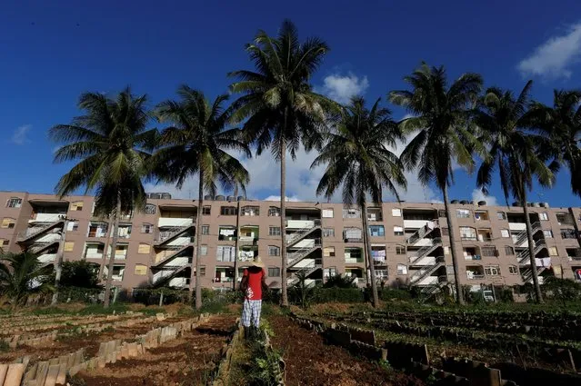 A man works on crops planted in front of an apartment building in Havana, Cuba, December 3, 2016. (Photo by Reuters/Stringer)