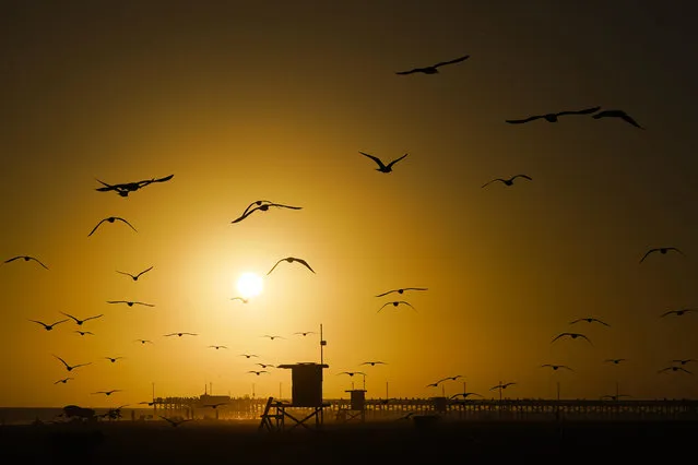 Seagulls fly as the sun sets Tuesday, September 12, 2023, in Newport Beach, Calif. (Photo by Ryan Sun/AP Photo)