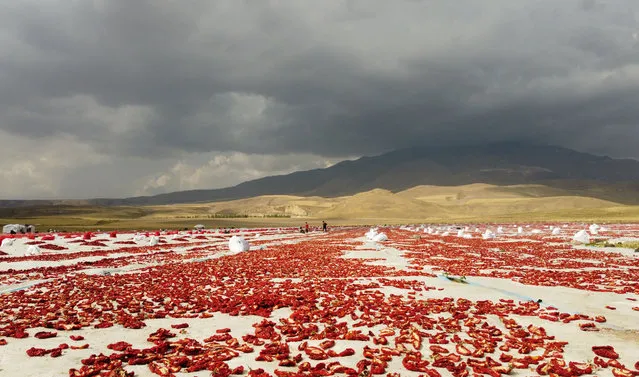 A general view of tomatoes left under the sun to dry at the foot of Mount Suphan in Adilcevaz district of Bitlis, Turkiye on September 09, 2023. The dried tomatoes are salted and sold to a company in Izmir, processed and sent to many European countries, especially Italy. (Photo by Harun Nacar/Anadolu Agency via Getty Images)