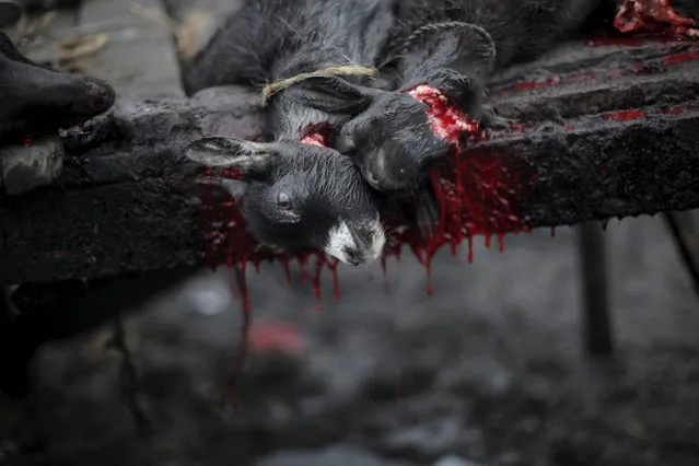 Two butchered goats lie on a table at La Saline slaughterhouse in Port-au-Prince, Haiti, March 19, 2015. (Photo by Andres Martinez Casares/Reuters)