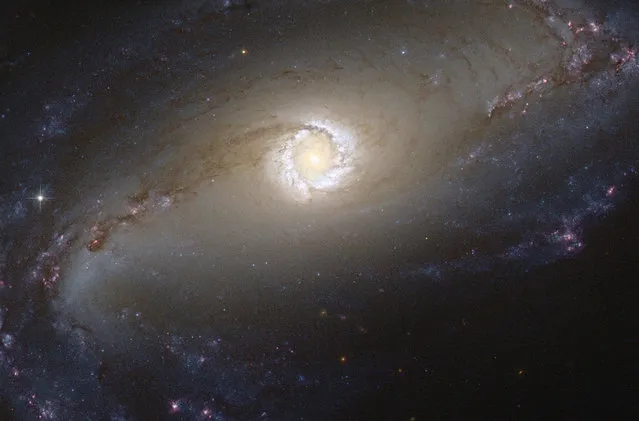 This NASA/ESA Hubble Space Telescope image shows the bright star-forming ring that surrounds the heart of the barred spiral galaxy NGC 1097, a Seyfert galaxy. The larger-scale structure of the galaxy is barely visible. Its comparatively dim spiral arms, which surround its heart in a loose embrace, reach out beyond the edges of this frame. This face-on galaxy, lying 45 million light-years away from Earth in the southern constellation of Fornax (The Furnace), is particularly attractive for astronomers. (Photo by Reuters/NASA/ESA)