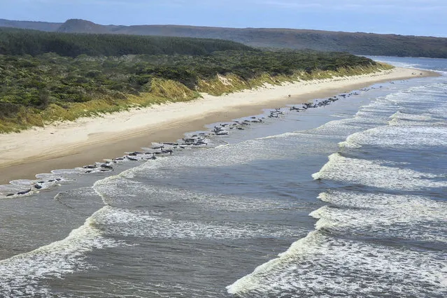 This photo released by Department of Natural Resources and Environment Tasmania, shows whales stranded on Ocean Beach at Macquarie Harbour on the west coast of Tasmania of Australia, Wednesday, September 21, 2022. (Photo by Department of Natural Resources and Environment Tasmania via AP Photo)