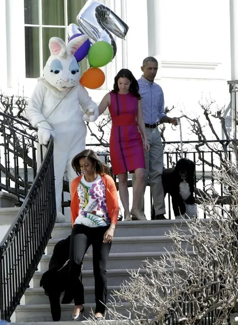U.S. President Barack Obama (R), first lady Michelle Obama (bottom), with dogs Bo (top) and and Sunny (bottom), and the Easter Bunny join participants before the annual White House Easter Egg Roll in Washington April 6, 2015. (Photo by Gary Cameron/Reuters)