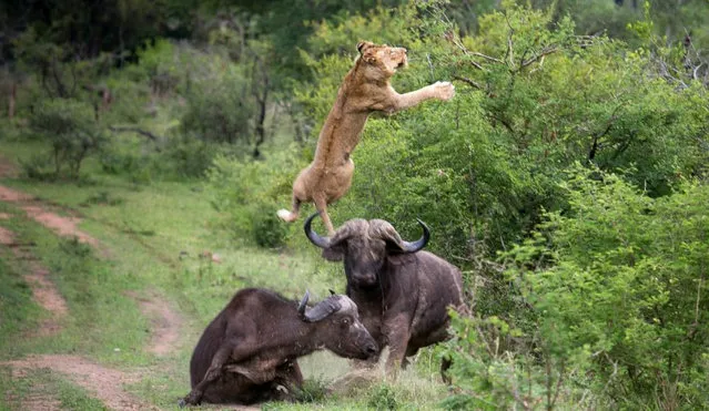 Buffalo VS Lions