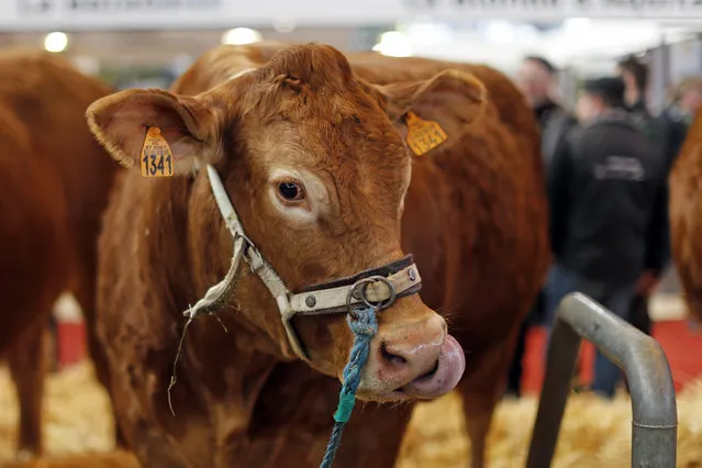 A cow is pictured at the International Agricultural Show in Paris, France, February 29, 2016. The Paris Farm Show runs from February 27 to March 6, 2016. (Photo by Benoit Tessier/Reuters)