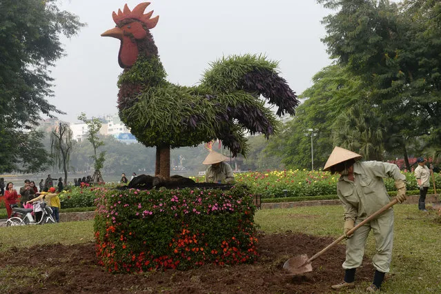 Municipal workers plant flowers around the model of a rooster made of plants in a public park in downtown Hanoi on January 25, 2017. Known locally as Tet, the celebration of the Lunar New Year is Vietnam's most important holiday. (Photo by Hoang Dinh Nam/AFP Photo)