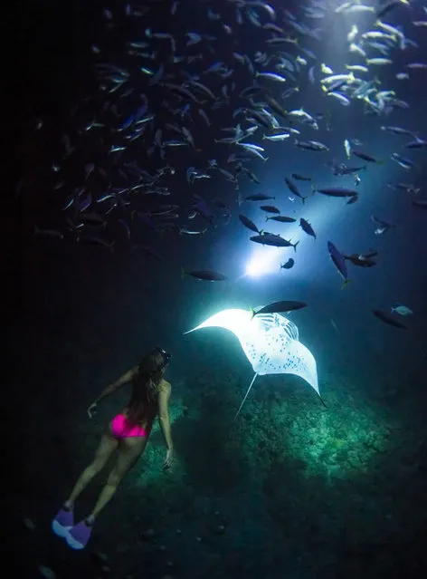 Photos taken by photographer Sarah Lee show the beautiful sight of Manta Rays at night, as they swim with America explorer, Alison Teal. (Photo by Sarah Lee/Caters News Agency)