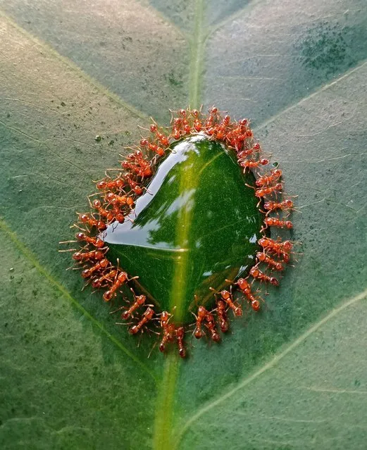 Shortlisted; A tiny gathering. Pampanga, Philippines. A small group of thief ants are gathered to enjoy a few drops of syrup on top of a wax apple leaf. (Photo by John Ishide Bulanadi/Royal Society of Biology Photography Competition)