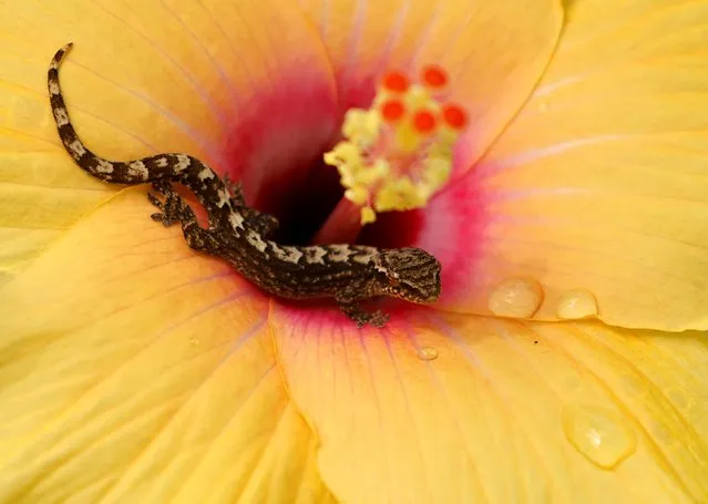 A lizard drinks from a Hibiscus flower in Singapore on September 29, 2022. (Photo by Edgar Su/Reuters)