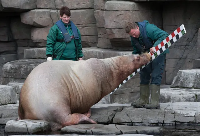 Employees at the Hagenbeck Zoo measure a walrus in its enclosure in†Hamburg, Germany, May 7, 2015. The zoo has begun its annual inventory of all the animals. (Photo by Axel Heimken/EPA)