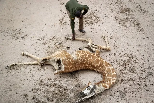 Mohamed Mohamud, a ranger from the Sabuli Wildlife Conservancy, looks at the carcass of a giraffe that died of hunger near Matana Village, Wajir County, Kenya, Monday, October 25, 2021. As world leaders address a global climate summit in Britain, drought has descended yet again in northern Kenya, the latest in a series of climate shocks rippling through the Horn of Africa. (Photo by Brian Inganga/AP Photo)