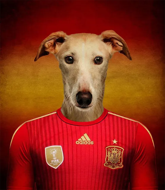 Dogs Of Word Cup Brazil 2014