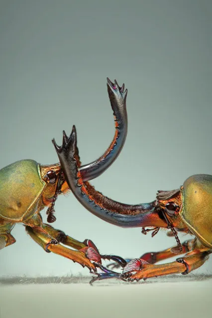 Two wrestling males of a Papuan Stag Beetles are seen in a studio in Wamena, Indonesia. (Photo by Igor Siwanowicz/Barcroft Media)