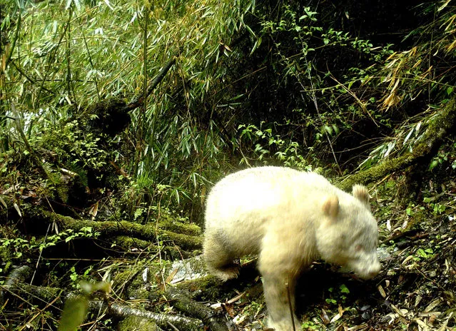 This handout photograph taken on April 20, 2019 and released by the Wolong National Nature Reserve on May 26, 2019 shows a rare all-white giant panda in the Wolong National Nature Reserve in Wenchuan County, southwest China's Sichuan province. A rare all-white panda was caught on camera at a nature reserve in southwestern Sichuan province, showing that albinism exists among wild pandas in the region, reported state media. (Photo by Handout/Wolong National Nature Reserve/AFP Photo)
