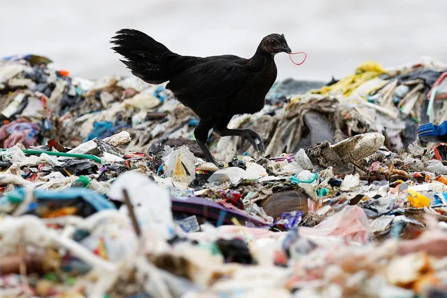 A chicken with a rubber band in its mouth walks among trash on a beach in Teluk fishing village, as high tides brought by erratic weather sweep trash to the shore, in Pandeglang regency, Banten province, Indonesia, on March 15, 2024. (Photo by Willy Kurniawan/Reuters)