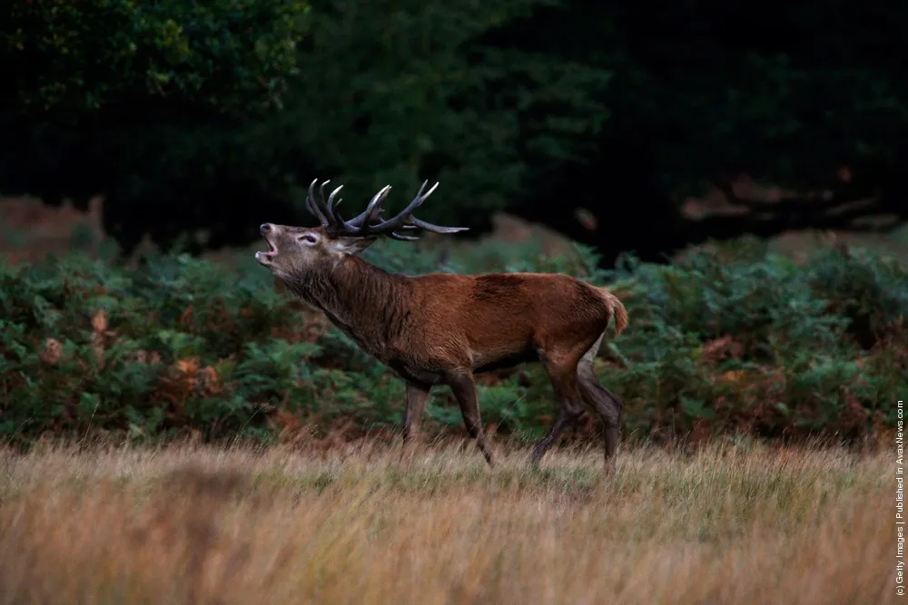 Autumn Deer Rut In Richmond Park