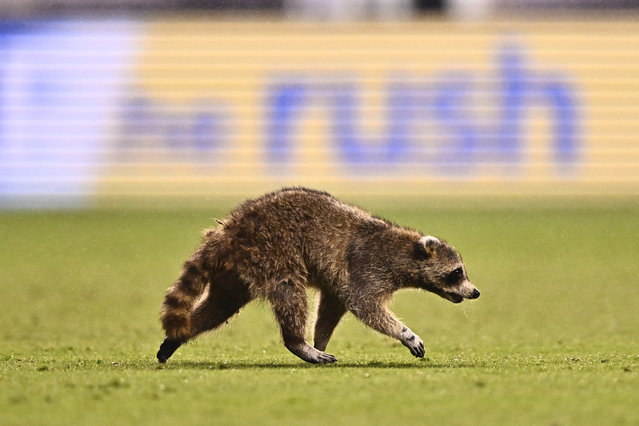 A raccoon runs on the field in the first half between the Philadelphia Union and New York City FC at Subaru Park in Philadelphia, Pennsylvania on May 15, 2024. (Photo by Kyle Ross/USA TODAY Sports)