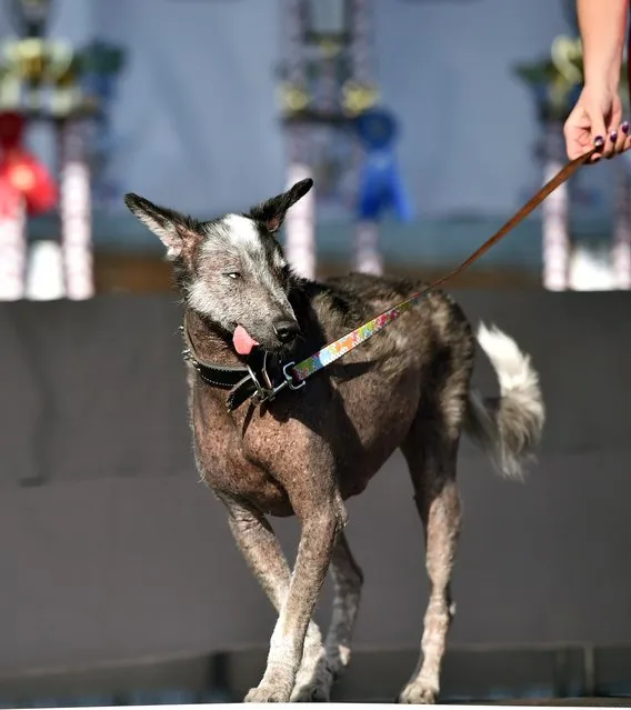 Reggie is presented before judges during the World's Ugliest Dog Competition in Petaluma, California on June 26, 2015. (Photo by Josh Edelson/AFP Photo)