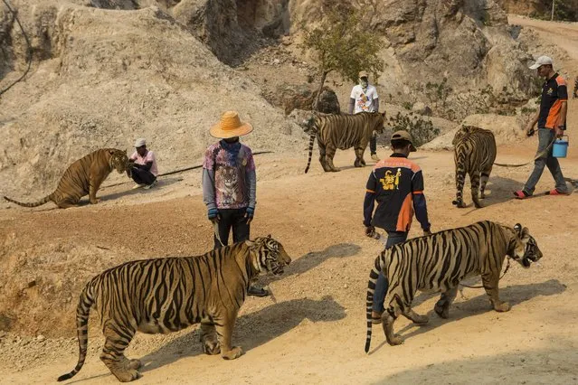 Staff walk several tigers back to enclosures after an afternoon of photography sessions with visitors to Tiger Temple in Kanchanaburi, Thailand, March 16, 2016. The government has ordered the temple to stop breeding tigers, charging fees to tourists and letting visitors feed tigers, officials say, but the temple has refused. (Photo by Amanda Mustard/The New York Times)