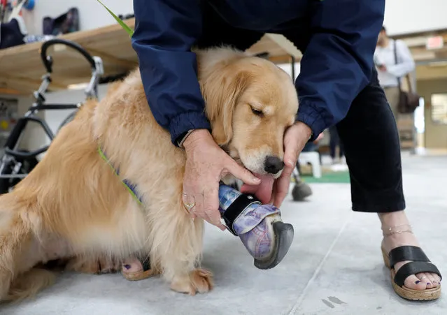 Kenna, a three year-old golden retriever born without a front paw, wears a prosthetic paw made by Derrick Campana of Animal Ortho Care in Sterling, Virginia, U.S., March 27, 2017. (Photo by Kevin Lamarque/Reuters)