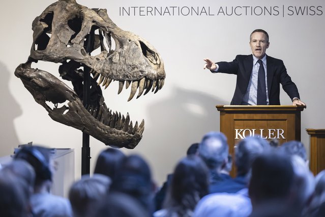 Cyril Koller, CEO of auction house Koller, stands next to the head of the skeleton of a Tyrannosaurus rex named Trinity, during an auction in Zurich, Switzerland on Tuesday, April 18, 2023. The 293 T. rex bones were assembled into a growling posture that measures 11.6 meters long (38 feet long) and 3.9 meters high (12.8 feet high. The skeleton is expected to fetch 5 million to 8 million Swiss francs ($5.6-$8.9 million). (Photo by Michael Buholzer/Keystone via AP Photo)