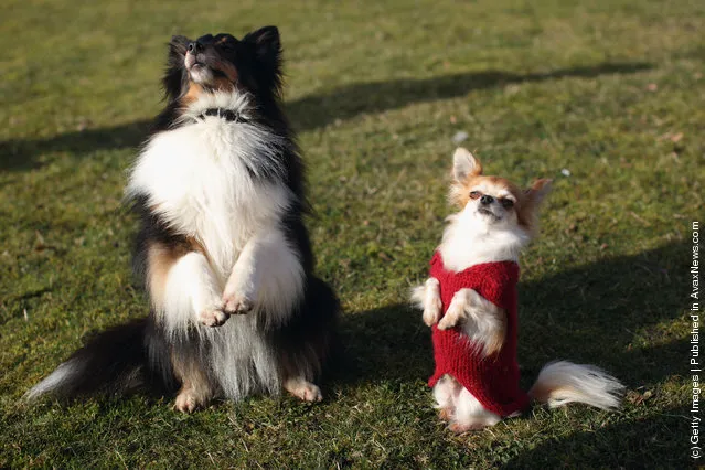 Two dogs take in some last minute practice on Day one of Crufts at the Birmingham NEC Arena