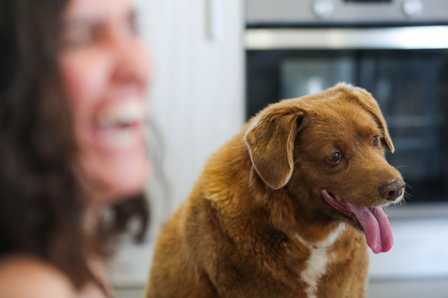 Bobi, world's oldest dog ever, looks on during birthday party after turning 31, in rural village of Conqueiros, Leiria, central Portugal, 13 May 2023. Bobi, a purebred Rafeiro do Alentejo born in 1992 was declared by Guinness World Records as the world's oldest dog ever two months ago. Bobi's owner kept him in secret as a child after his parents said they could not keep the litter of new pups and he attributes his longevity to a diet of human food. (Photo by Paulo Cunha/EPA)