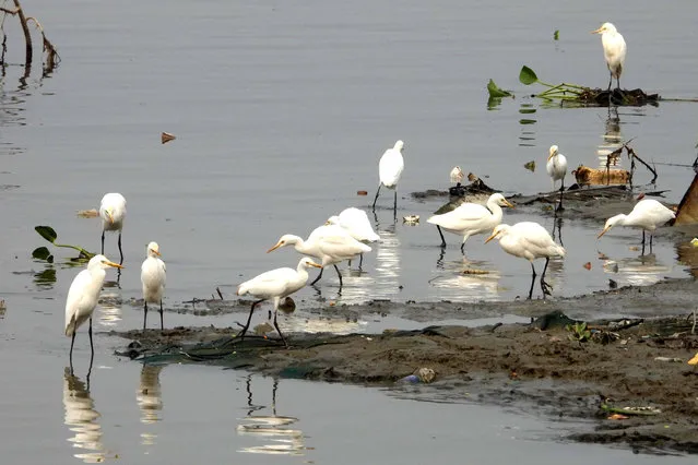 Egrets search for food in the polluted Brahmaputra River in Guwahati, India. (Photo by Anuwar Ali Hazarika/Barcroft Media)