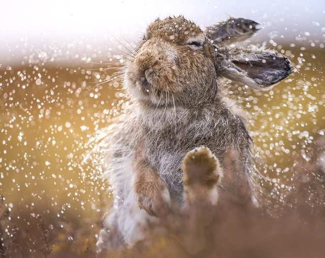 A mountain hare shakes off rain from its fur, in Findhorn Valley, Moray, Scotland in the second decade of August 2024. In summer, the hare’s coat is a grey-brown colour with a tinge of blue, making them hard to spot against the heather moorland. In winter, it changes to almost completely white for camouflage in the snow. (Photo by Will Hall/Solent News)