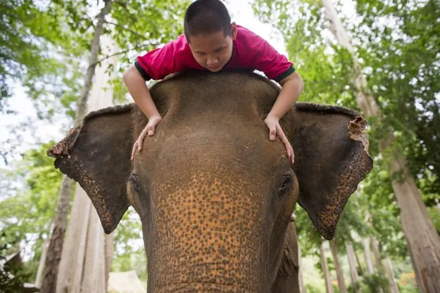 A picture made available on 31 May 2016 shows Krit, a 12-year-old Thai student with disabilities, interacting while he is riding on female elephant named Pang Kam Moon during the Elephant Education Program for Blind and Disable Children at the Thai Elephant Research and Conservation Fund in Pak Chong district of Nakhon Ratchasima province, Thailand, 25 May 2016. (Photo by Rungroj Yongrit/EPA)