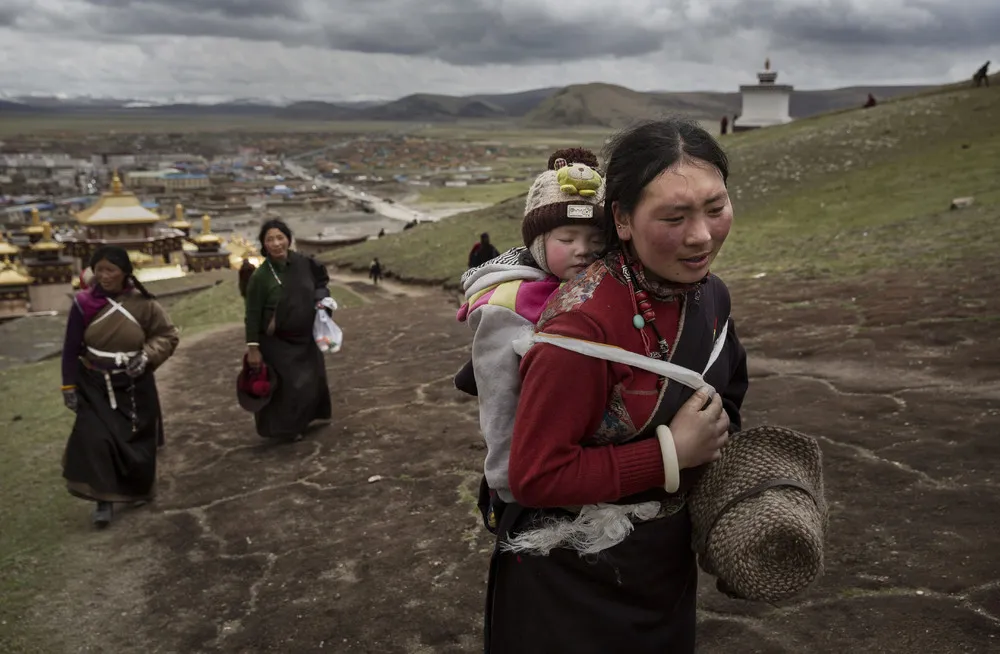 Cordyceps Fungus Hunters on the Tibetan Plateau