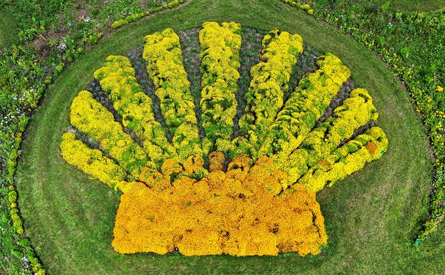 A picture taken with a drone shows a huge work of art created with various flowers and flowering plants in Jacobsdorf, Germany, 29 July 2024. Artist Michael Uy has transformed a piece of fallow land into an insect paradise for bees, bumblebees and butterflies. Using plants, the artist has planted and sown oversized images in the shape of a shell and a winding path of life on a large meadow in Jacobsdorf. (Photo by Hannibal Hanschke/EPA/EFE)