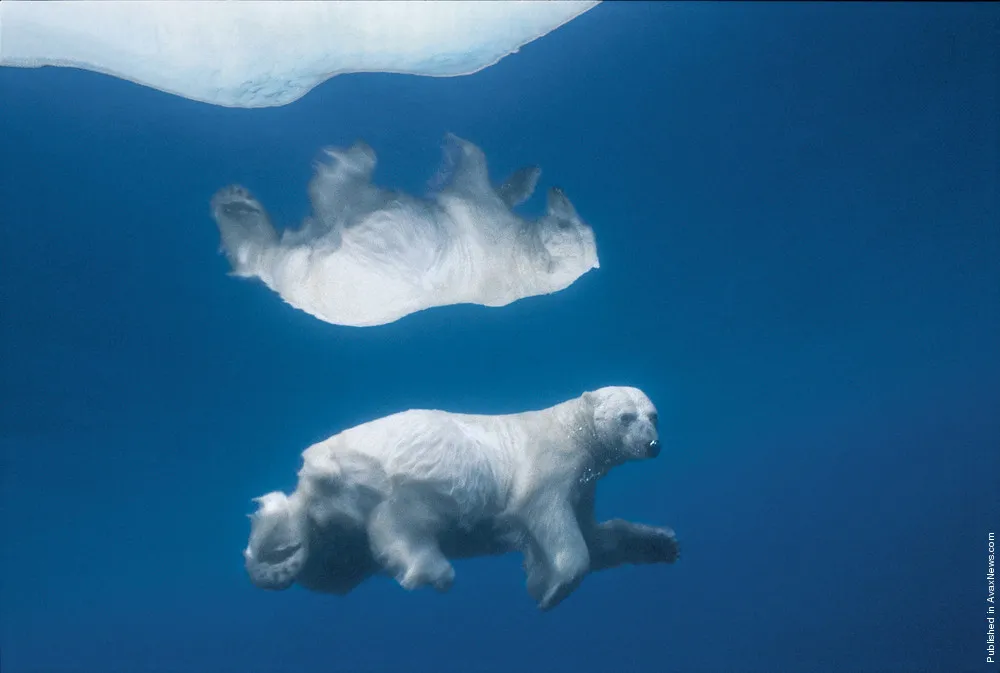 Polar Tales by Paul Nicklen. Part I