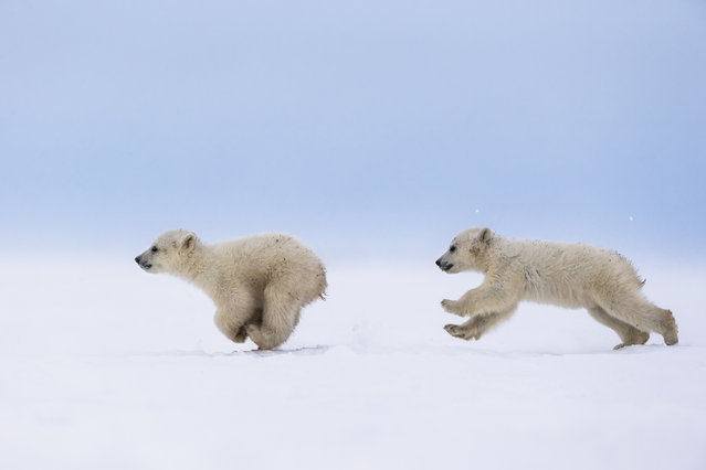 “The chase”. A four months old polar bear cub running after his sister. Photo location: Churchill area, MT, Canada. (Photo and caption by Meril Darees/National Geographic Photo Contest)