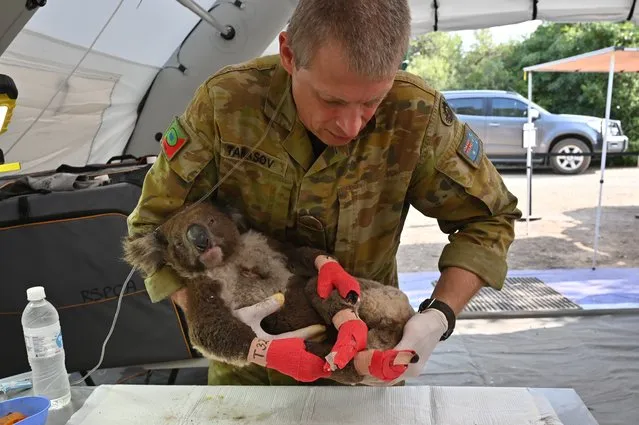 A member of the Australian Defence Force picks up an injured Koala after it was treated for burns at a makeshift field hospital at the Kangaroo Island Wildlife Park on Kangaroo Island on January 14, 2020. Hundreds of koalas have been rescued and brought to the park for treatment after bushfires ravaged the island off the south coast of Australia. (Photo by Peter Parks/AFP Photo)