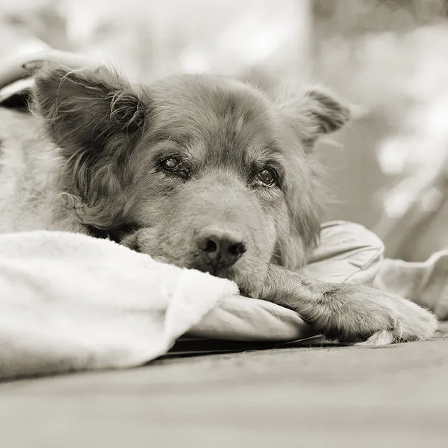 Red, Chow Mix, Age 14+