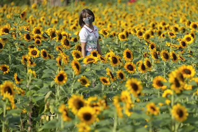 A woman wearing a face mask to help curb the spread the coronavirus poses for pictures at a sunflower field in Vachirabenjatas Park Bangkok, Thailand, Friday, January 21, 2022. (Photo by Sakchai Lalit/AP Photo)