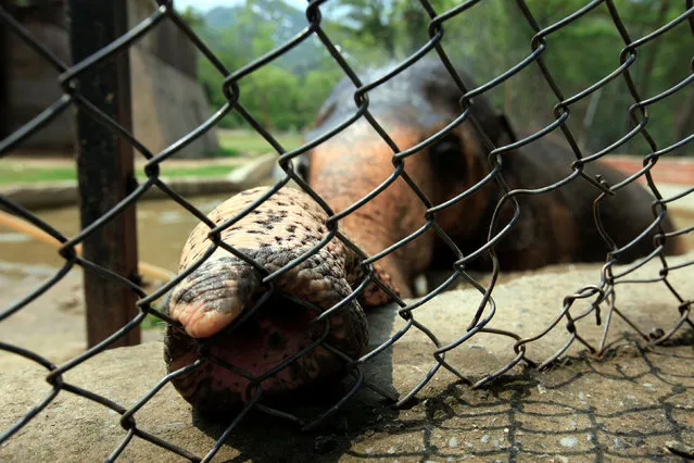 Kavaan, a 29-year-old male elephant, is seen inside its enclosure at a zoo in Islamabad, Pakistan June 21, 2016. (Photo by Faisal Mahmood/Reuters)