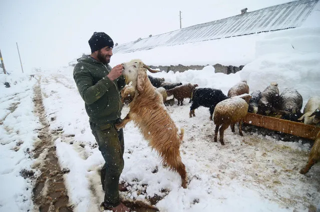 A stockbreeder feeds his animal on snow covered path at Ovacik district of Tunceli, Turkey on January 8, 2020. (Photo by Sidar Can Eren/Anadolu Agency via Getty Images)