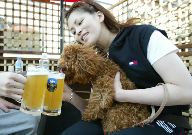 A dog owner drinks beer with it's owner at the Oedo Resort and Spa May 4, 2004 in Tokyo, Japan. (Photo by Koichi Kamoshida/Getty Images)