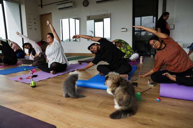 Participants perform yoga as the kittens play around them at a yoga session, which was organised by Pawhour, at a studio in New Delhi, India on August 6, 2023. (Photo by Anushree Fadnavis/Reuters)